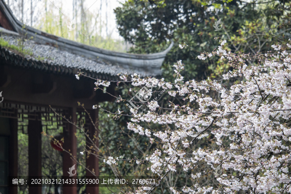 櫻花盛開