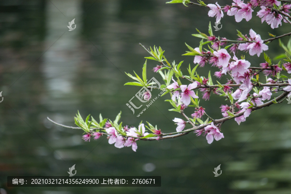 桃花潭水