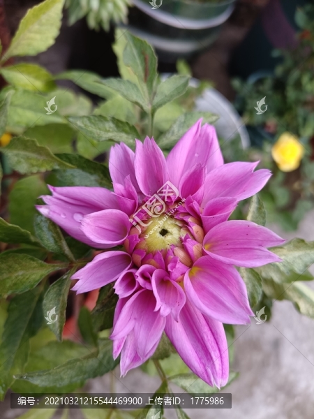 小麗花