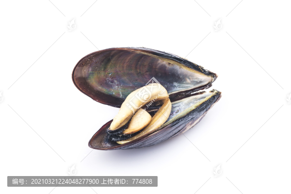 黑口貝