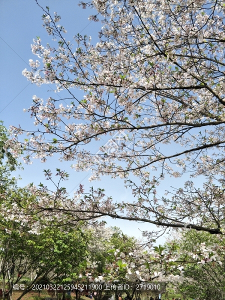 櫻花