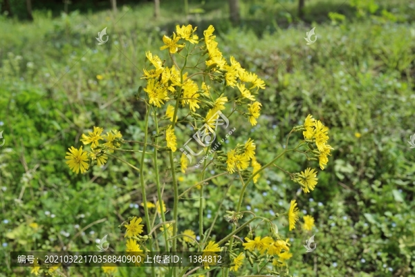 油菜花