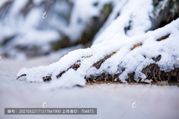 大雪壓青松