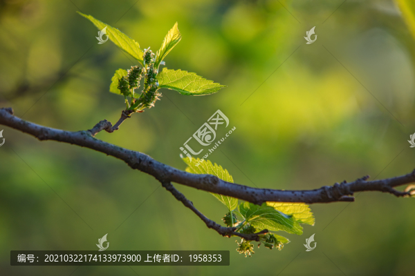 桑樹枝