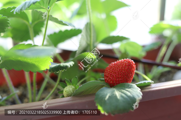 盆栽草莓特寫