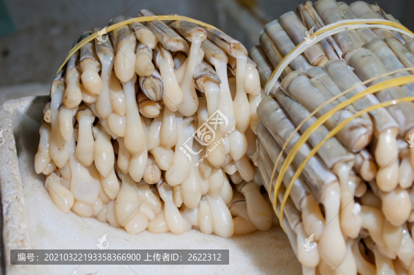 活竹蟶