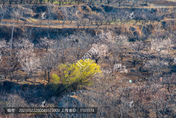 航拍濟(jì)南南部山區(qū)山花爛漫01