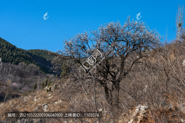 航拍濟(jì)南南部山區(qū)山花爛漫13
