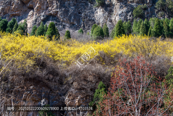 航拍濟(jì)南南部山區(qū)山花爛漫25