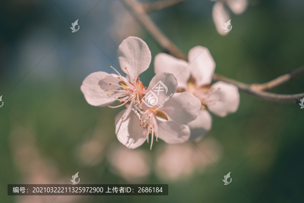 桃花