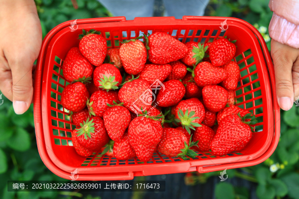 草莓