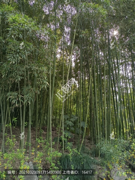竹林