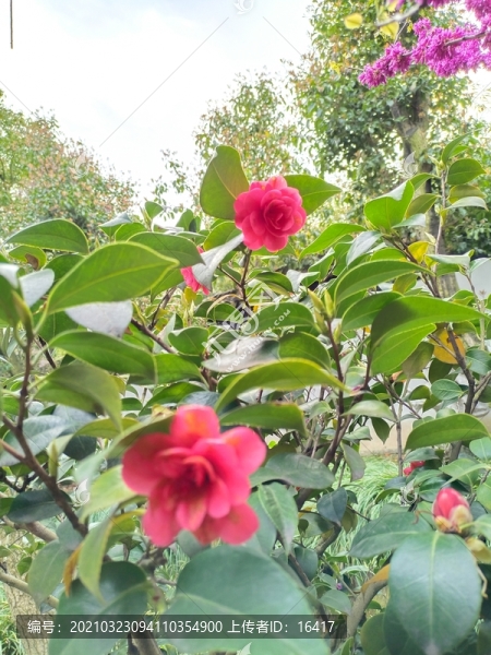 月季花
