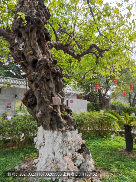 構樹