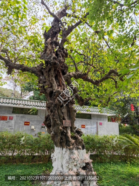 構(gòu)樹