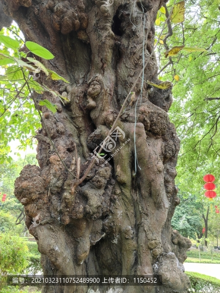 構(gòu)樹