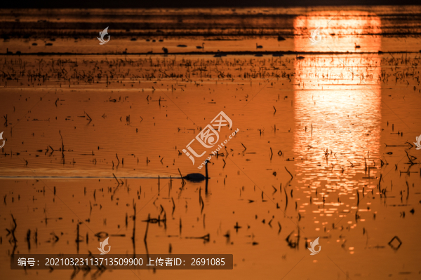 天鵝