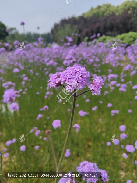 花海
