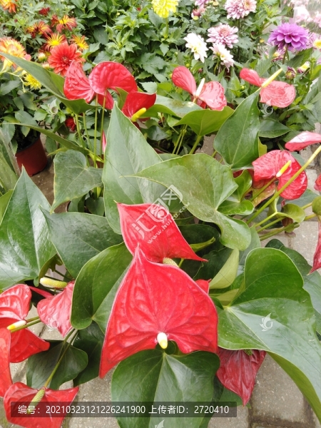 紅燭