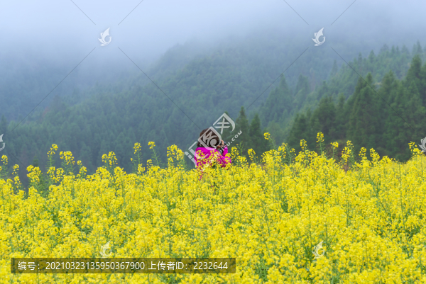 江西婺源江嶺油菜花風景