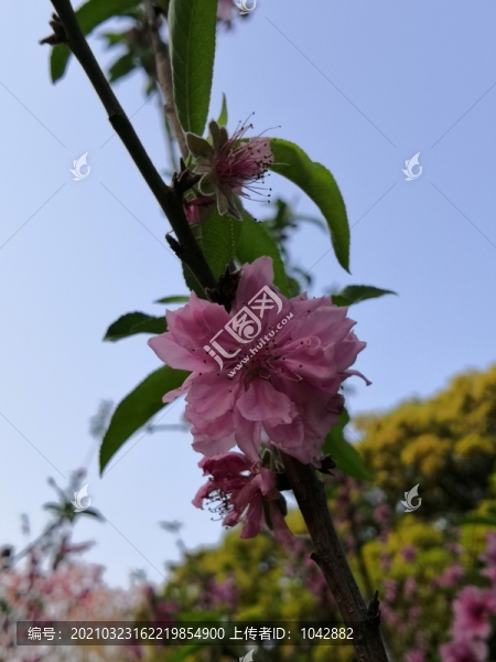桃花
