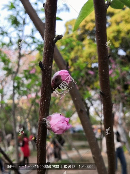 桃花