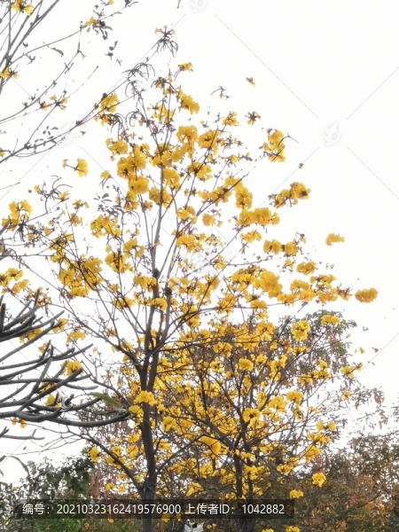 黃花風(fēng)鈴木