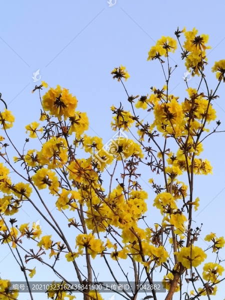 黃花風(fēng)鈴木