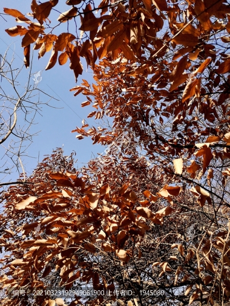 黃色干葉