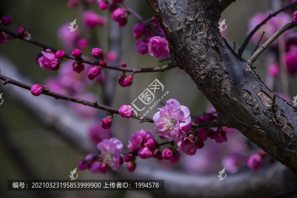 紅梅