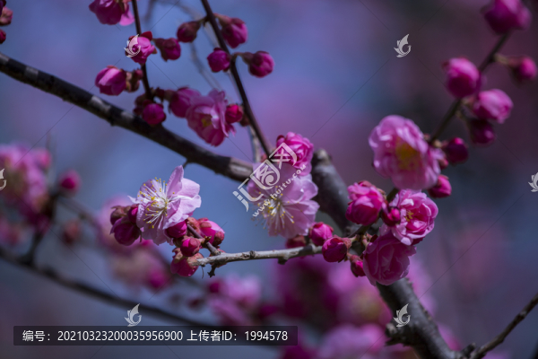 紅梅