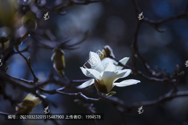 玉蘭