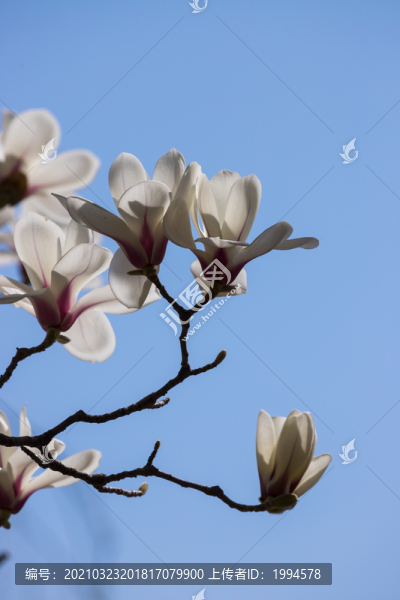 木棉花