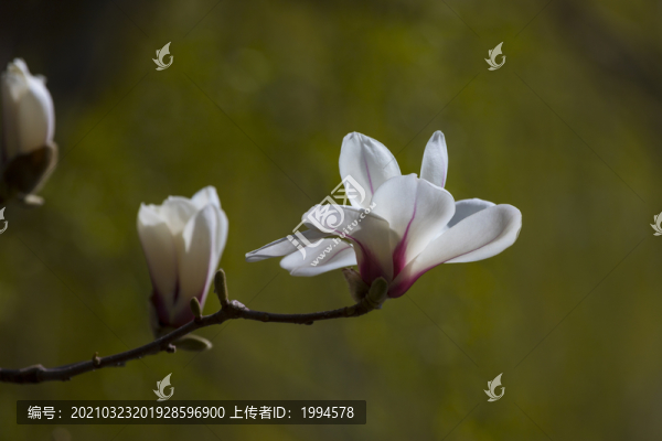 玉蘭