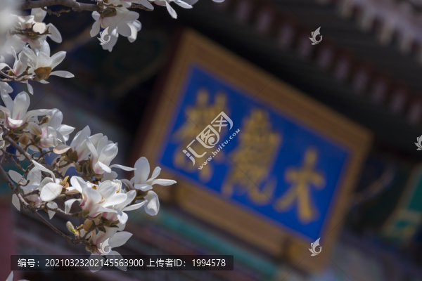 玉蘭