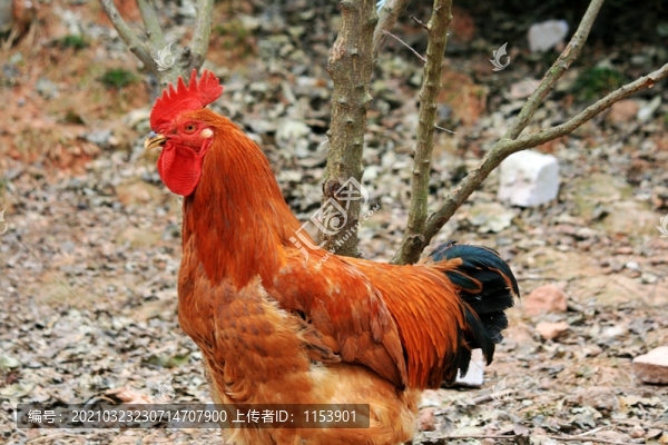 紅公雞