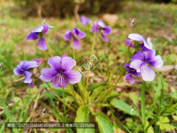 紫花地丁