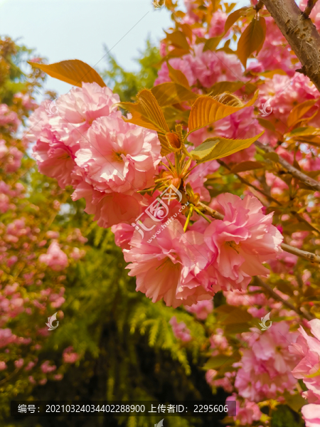 櫻花