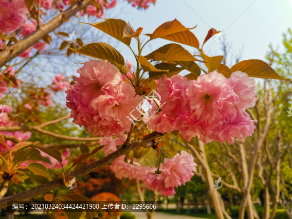 櫻花