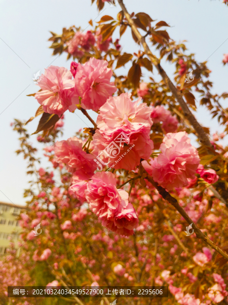 櫻花