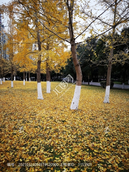 銀杏樹林