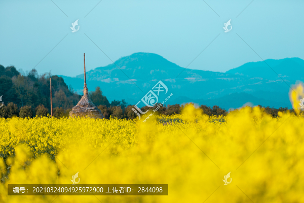 油菜花