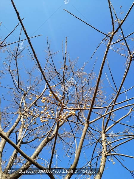 冬季樹枝天空