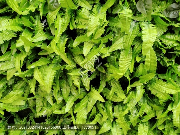 綠植墻-匯圖網(wǎng) www.fosd68.com 綠植墻