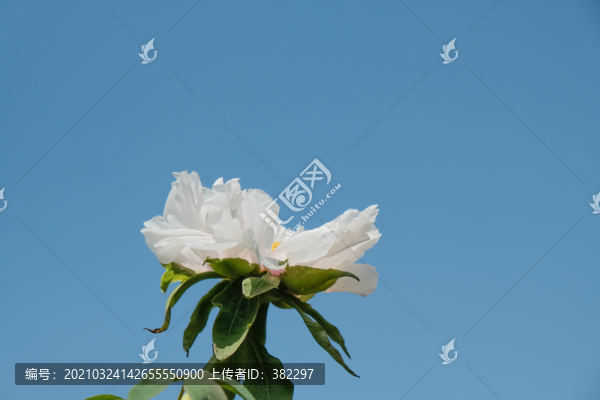芍藥