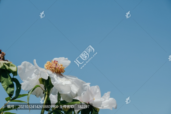 芍藥