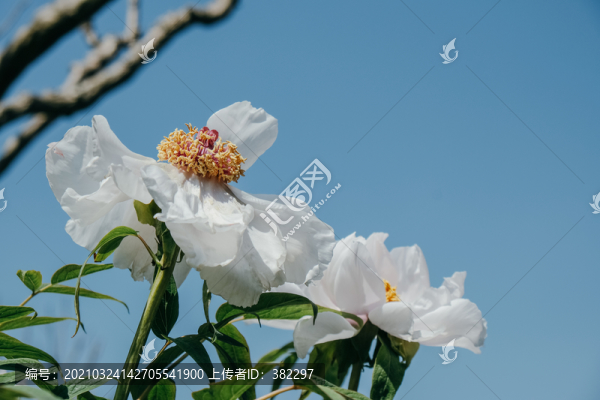 芍藥