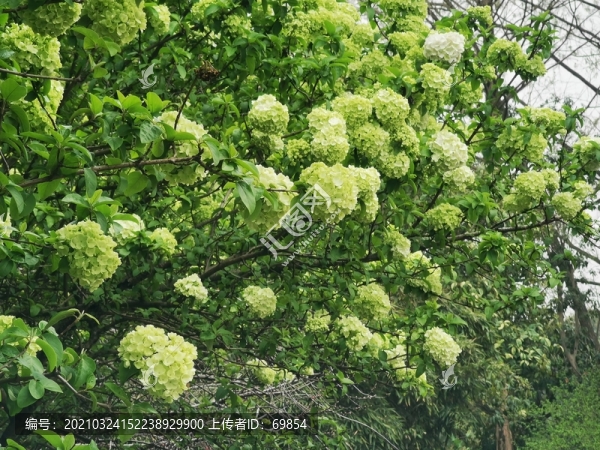 繡球莢蒾