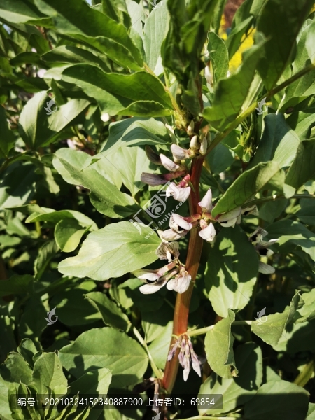 蠶豆開(kāi)花