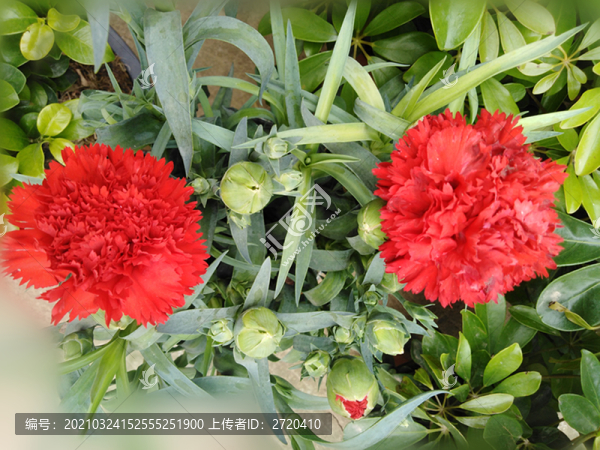 綻放的花朵